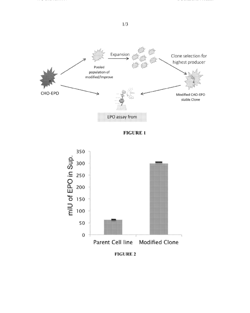 Recombinant CHO-K1 cell line with integrated Technology for enhanced production of Human Erythropoietin protein, in Adherent Cells