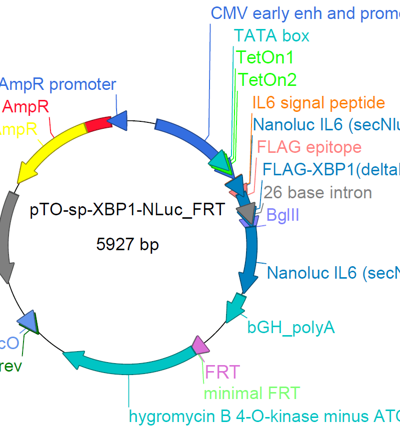 pTO-sp-XBP1-NLuc-FRT XBP1 splicing reporter plasmid - Image 2
