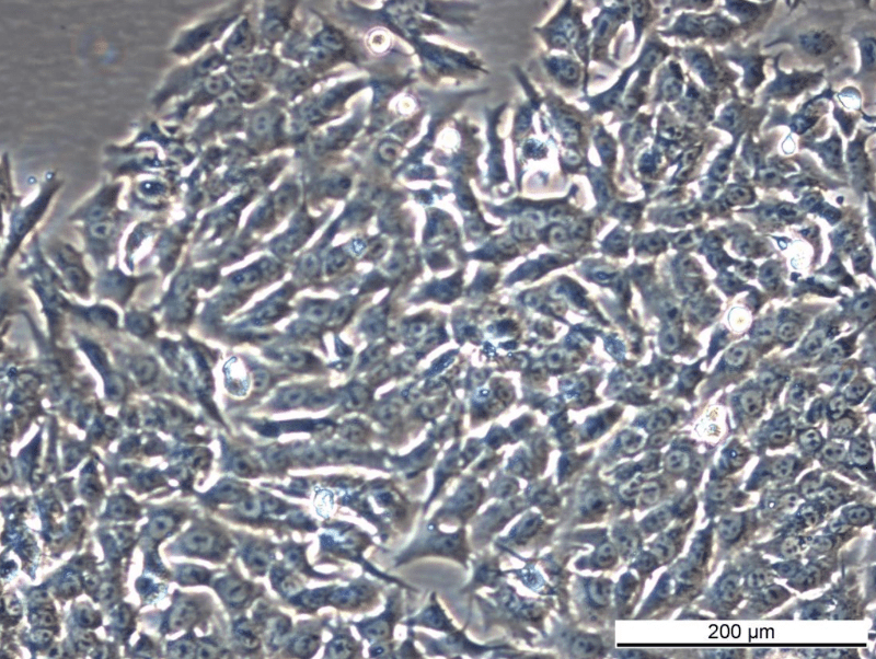 MCF7/AnaR-3 Cell Line - Image 3