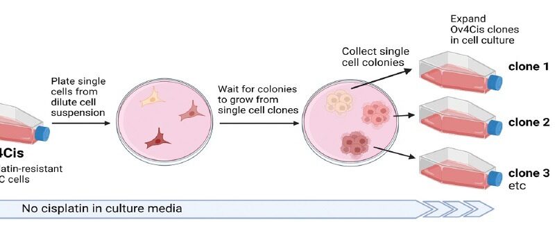 OV4Cis Cell Line - Image 2