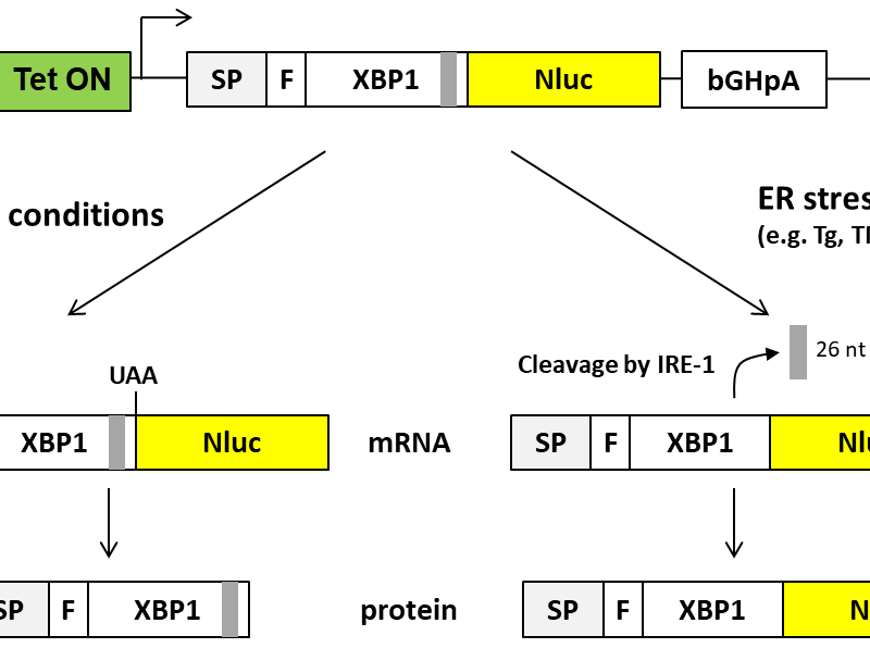 pTO-sp-XBP1-NLuc-FRT XBP1 splicing reporter plasmid