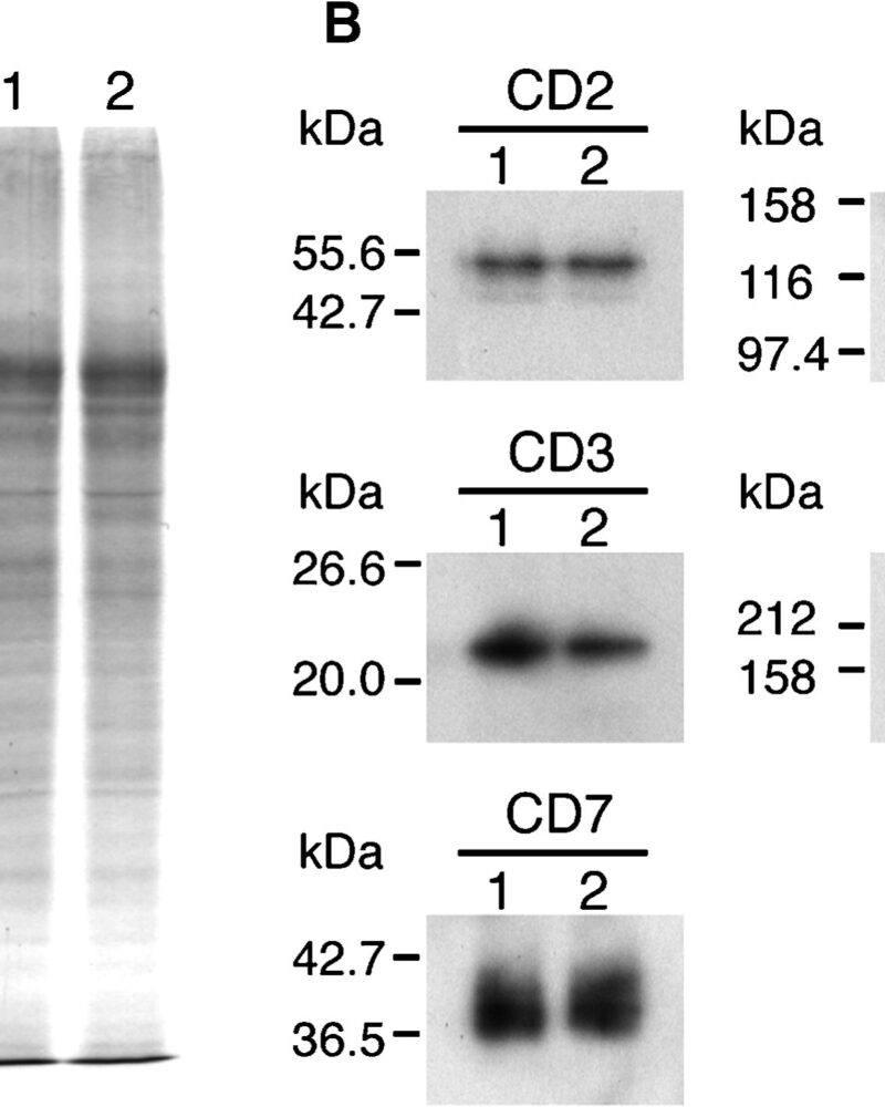 Anti-CD3 monoclonal antibody [UCH-T1TM]