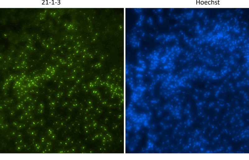 IF staining of cells with anti-omomyc antibody