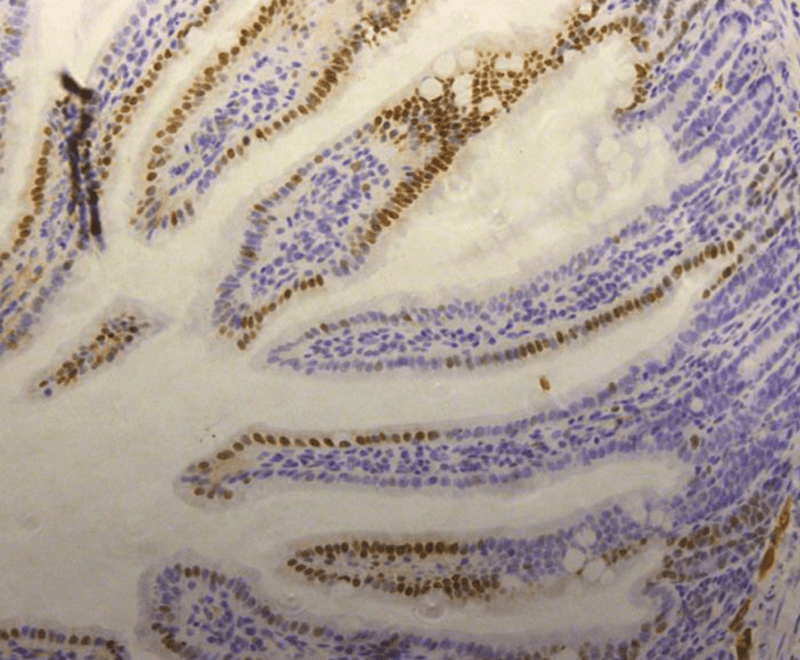 IHC staining of mouse duodenum with omomyc antibody