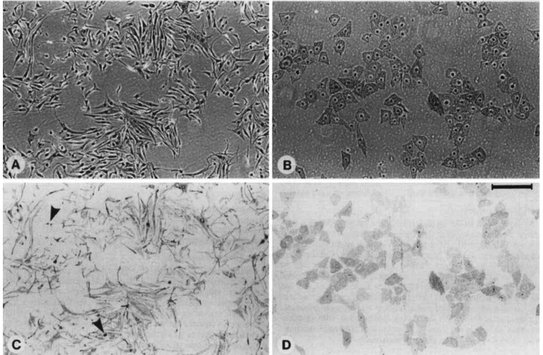 Melan-a Cell Line
